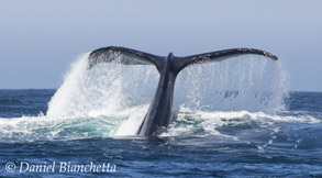 Humpback Whale tail, photo by Daniel Bianchetta