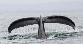 Humpback Whale tail, photo by Daniel Bianchetta