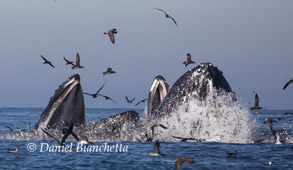 Lunge feeding Humpback Whales, photo by Daniel Bianchetta