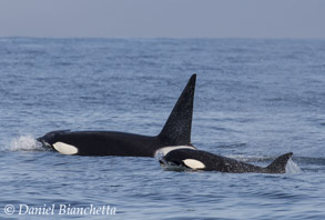 Killer Whales, photo by Daniel Bianchetta