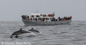 Long-beaked Common Dolphins by Pt Sur Clipper, photo by Daniel Bianchetta