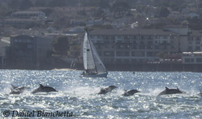 Long-beaked Common Dolphins running, photo by Daniel Bianchetta