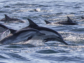 Mother and calf Long-beaked Common Dolphin, photo by Daniel Bianchetta