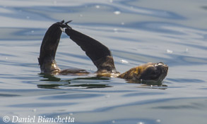 Northern Fur Seal, photo by Daniel Bianchetta