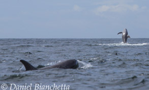 Risso's Dolphins, photo by Daniel Bianchetta