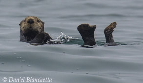 Southern Sea Otter, photo by Daniel Bianchetta