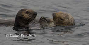 Southern Sea Otters, photo by Daniel Bianchetta