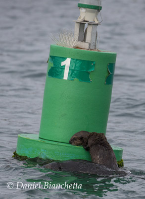 Baby Southern Sea Otter climbing on buoy, photo by Daniel Bianchetta