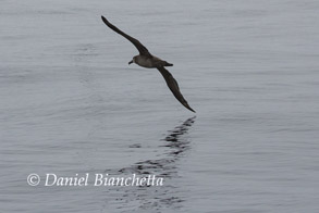 Black-footed Albatross, photo by Daniel Bianchetta