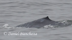 Blue Whale, photo by Daniel Bianchetta