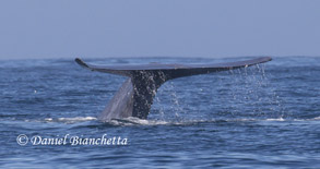 Blue Whale Tail, photo by Daniel Bianchetta