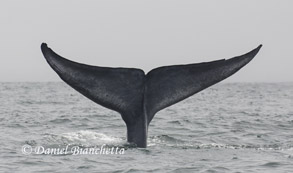 Blue Whale tail, photo by Daniel Bianchetta