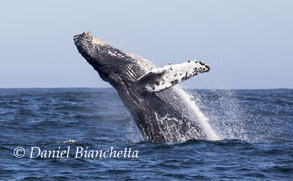 Breaching Humpback Whale, photo by Daniel Bianchetta