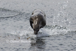 California Sea Lion, photo by Daniel Bianchetta