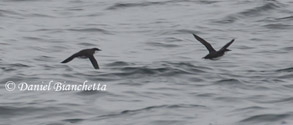 Craveri's Murrelets, photo by Daniel Bianchetta