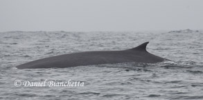 Fin Whale, photo by Daniel Bianchetta