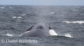 Humpback Whale, photo by Daniel Bianchetta