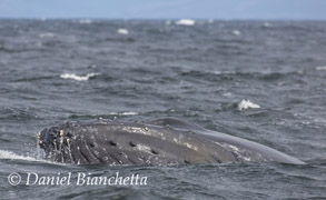 Humpback Whale, photo by Daniel Bianchetta