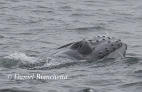 Humpback Whale, photo by Daniel Bianchetta