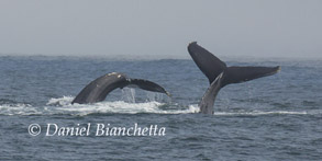 Humpback Whale tails, photo by Daniel Bianchetta