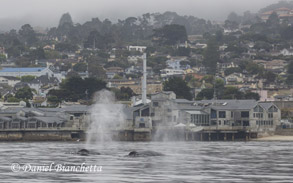 Humpback Whales in front of Aquarium, photo by Daniel Bianchetta