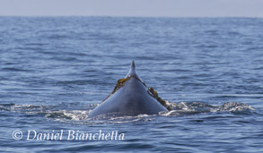 Kelping Humpback Whale, photo by Daniel Bianchetta