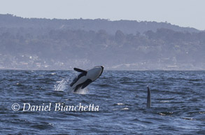 Killer Whale breaching, photo by Daniel Bianchetta