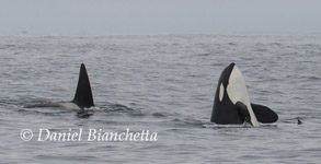 Killer Whale spyhopping, photo by Daniel Bianchetta