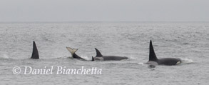 Killer Whales photo by Daniel Bianchetta