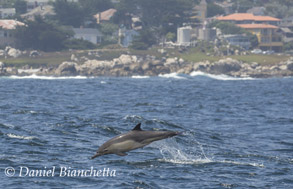 Long-beaked Common Dolphin, photo by Daniel Bianchetta