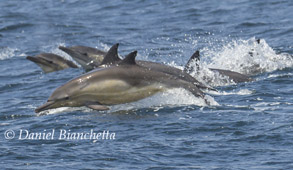 Long-beaked Common Dolphins, photo by Daniel Bianchetta