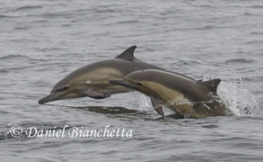 Long-beaked Common Dolphins, photo by Daniel Bianchetta