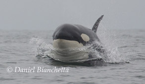 Male Killer Whale, photo by Daniel Bianchetta