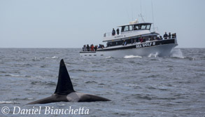 Male Killer Whale Liner with Sea Wolf II, photo by Daniel Bianchetta