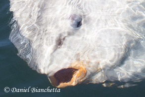 Close-up view of Mola Mola (Ocean Sunfish), photo by Daniel Bianchetta