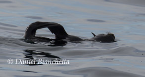 Northern Fur Seal, photo by Daniel Bianchetta