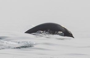 Northern Right Whale Dolphin, photo by Daniel Bianchetta