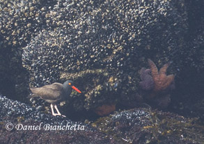 Oystercatcher and Ochre Sea Stars, photo by Daniel Bianchetta