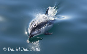 Pacific White-sided Dolphin, photo by Daniel Bianchetta