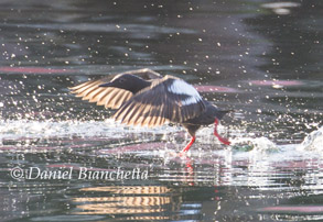 Pigeon Guillemot, photo by Daniel Bianchetta