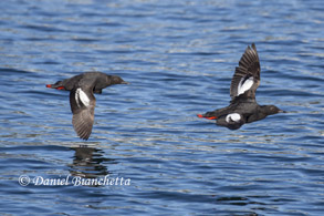 Pigeon Guillemots, photo by Daniel Bianchetta