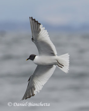 Adult Sabine's Gull in breeding plumage, photo by Daniel Bianchetta