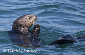 Southern Sea Otter, photo by Daniel Bianchetta