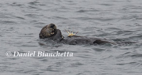 Southern Sea Otter eating a crab, photo by Daniel Bianchetta