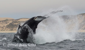 Tail throwing Humpback Whale, photo by Daniel Bianchetta