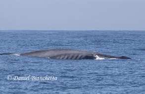 Thin Blue Whale with visible ribs, photo by Daniel Bianchetta
