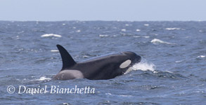 Younger Killer Whale, photo by Daniel Bianchetta