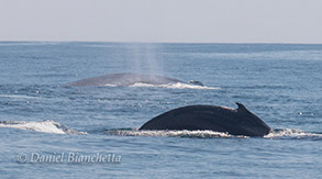 Two Blue Whales, photo by Daniel Bianchetta