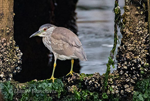 Black-crowned Night Heron, photo by Daniel Bianchetta