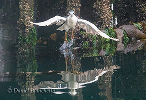 Black-crowned Night Heron, photo by Daniel Bianchetta